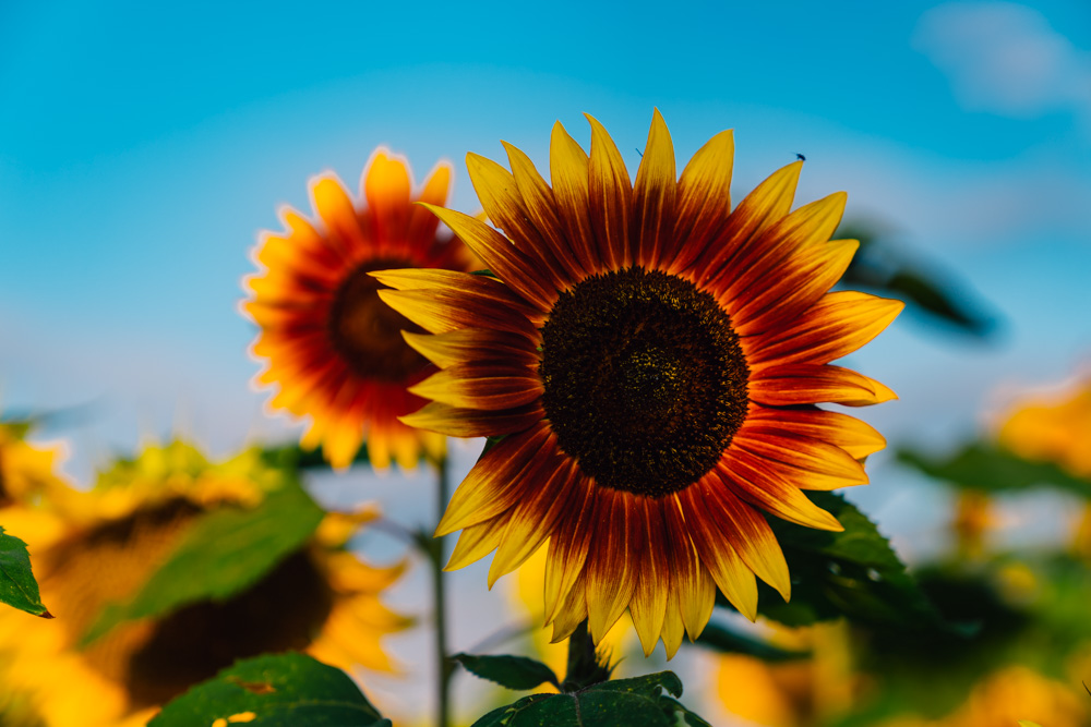 Sunflowers of Sanborn 2020